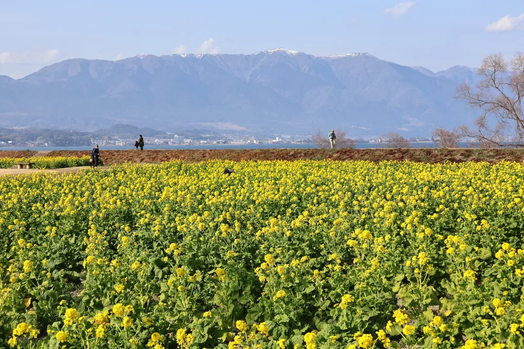 第1なぎさ公園カンザキハナナ