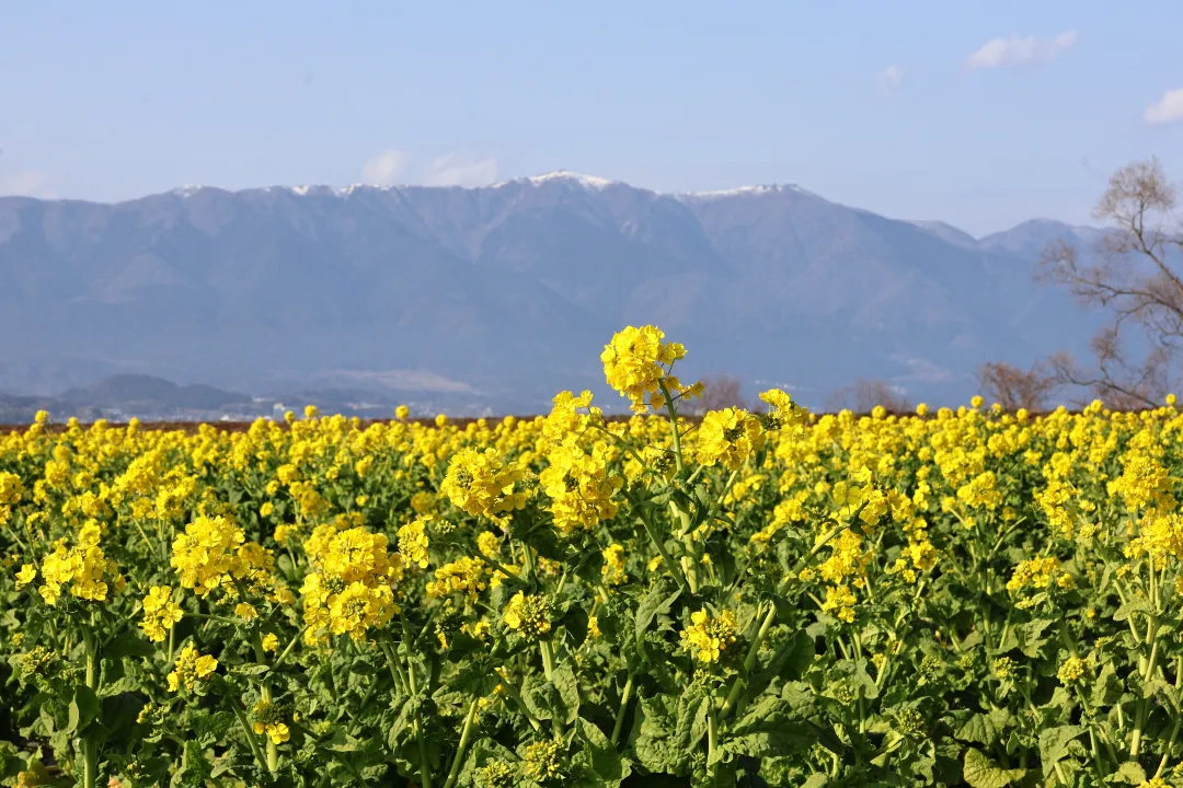 第1なぎさ公園カンザキハナナ