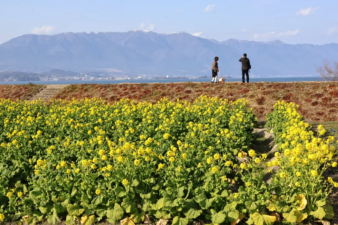 第1なぎさ公園カンザキハナナ