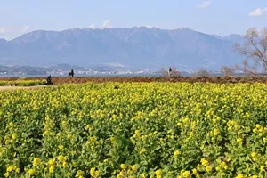 カンザキハナナ