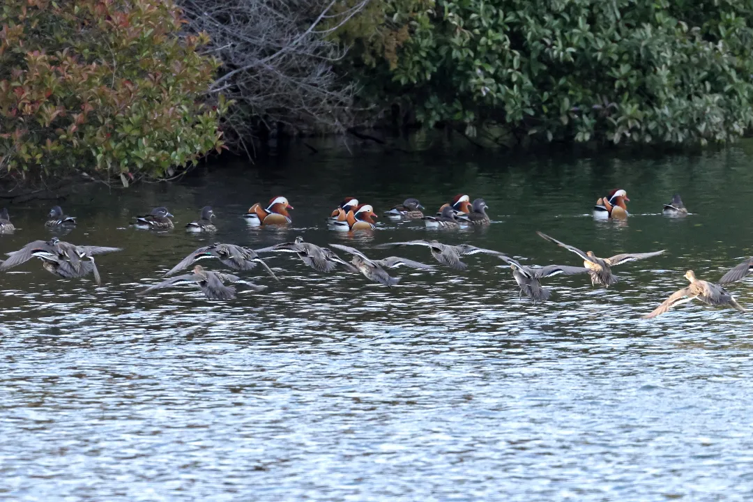 オシドリに向かって飛ぶトモエガモ