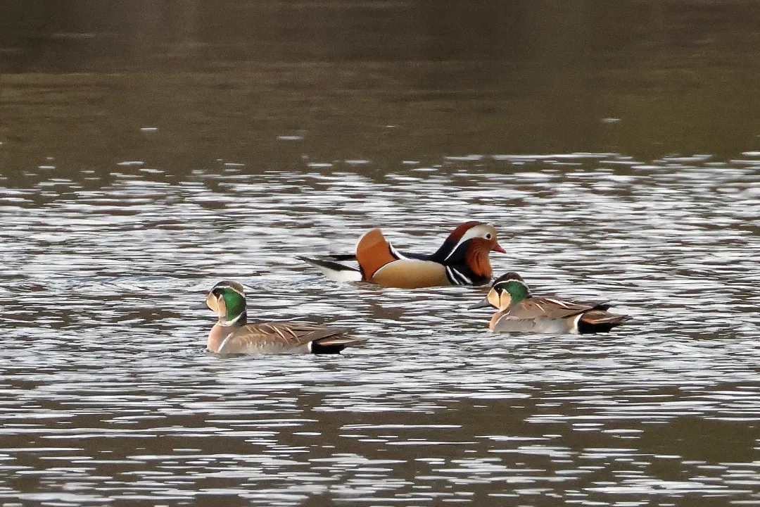 オシドリとトモエガモ