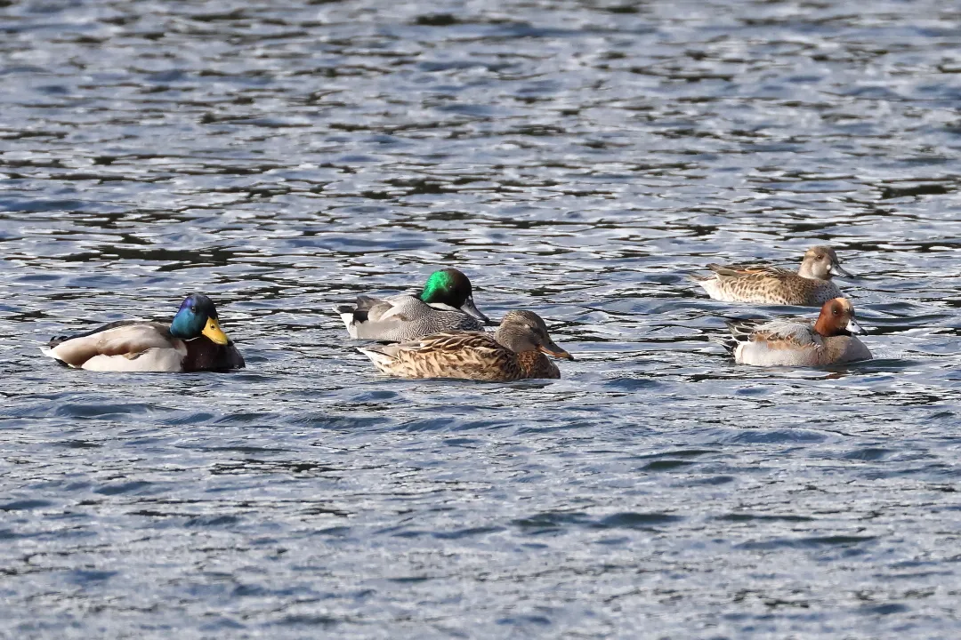 マガモ、ヨシガモ、ヒドリガモ