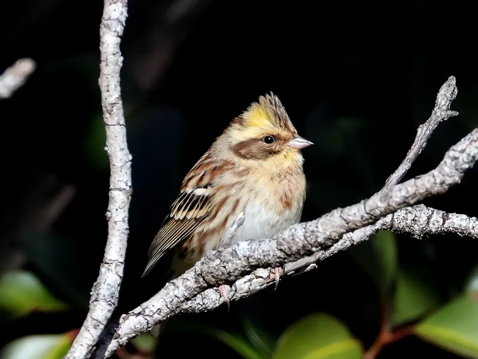 ミヤマホオジロ♀