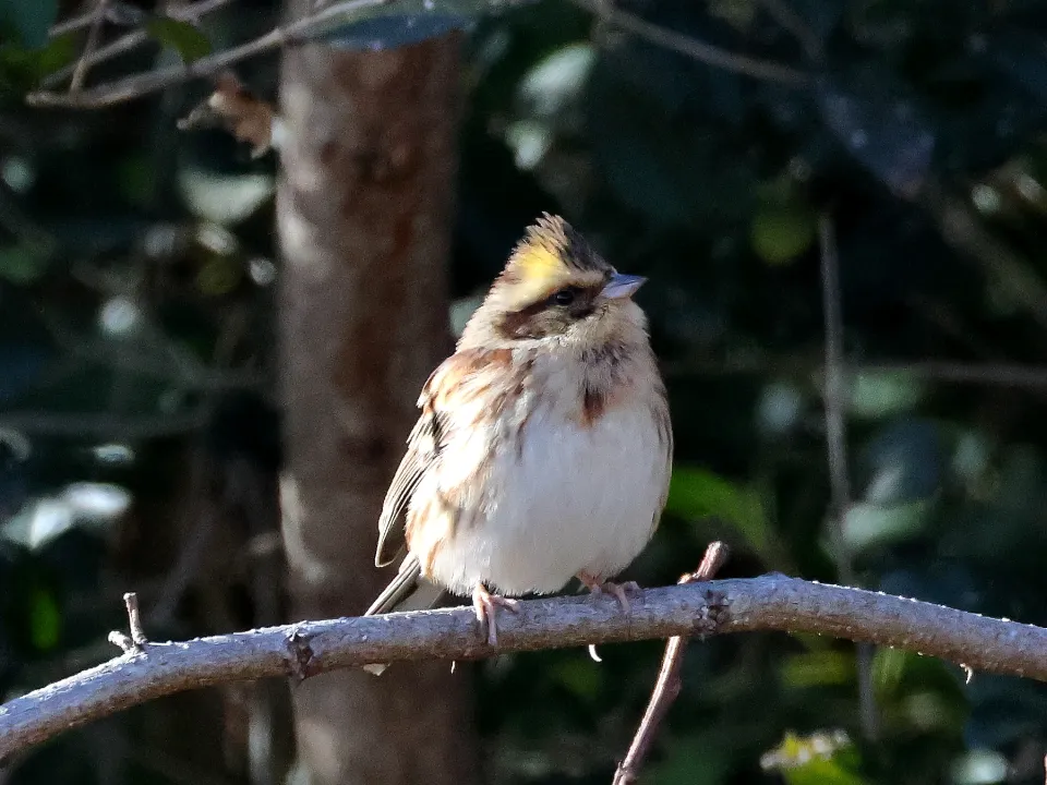 ミヤマホオジロ♀