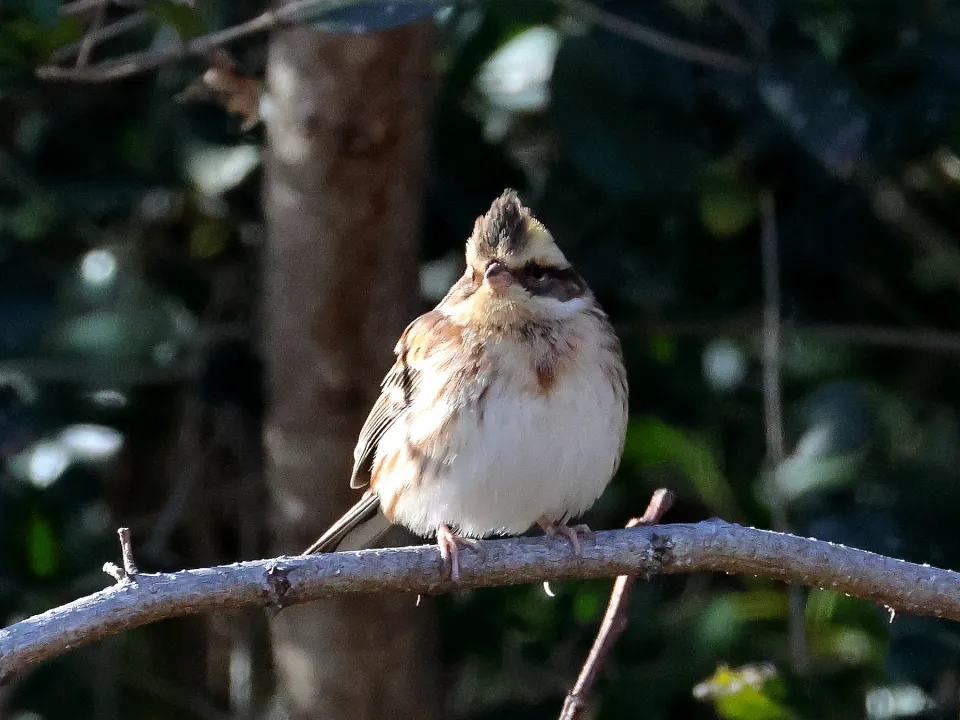 ミヤマホオジロ♀