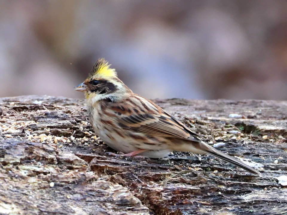 ミヤマホオジロ♂