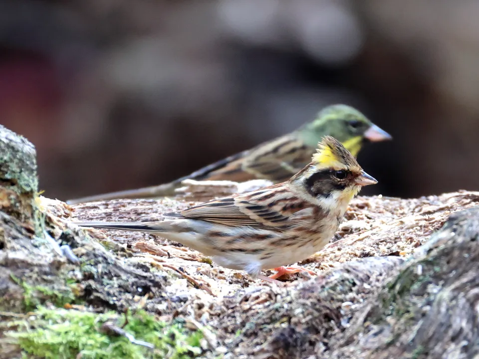 ミヤマホオジロ♂とアオジ♂