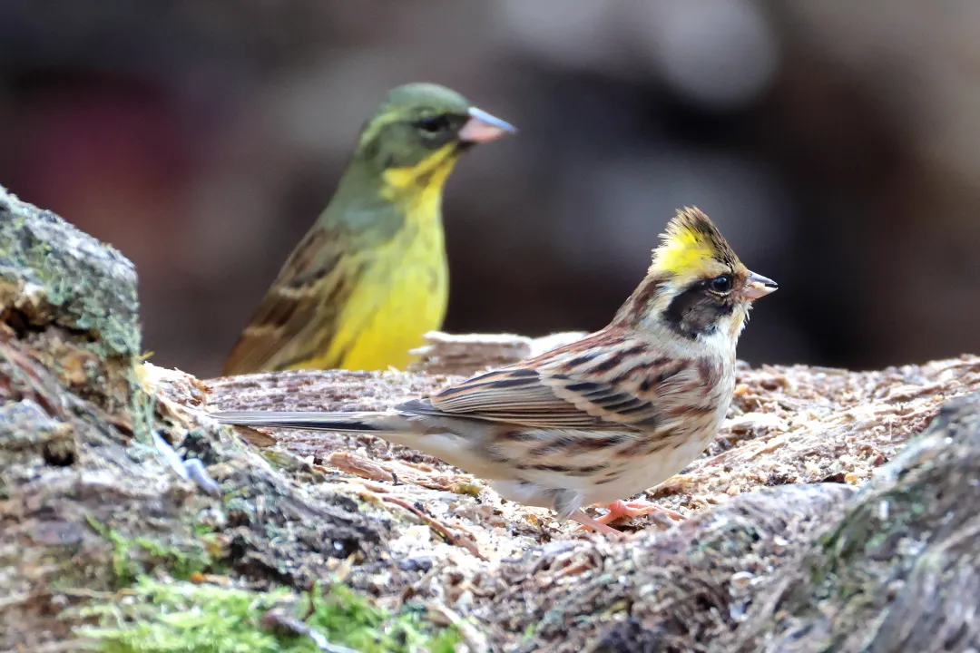 ミヤマホオジロ♂とアオジ♂