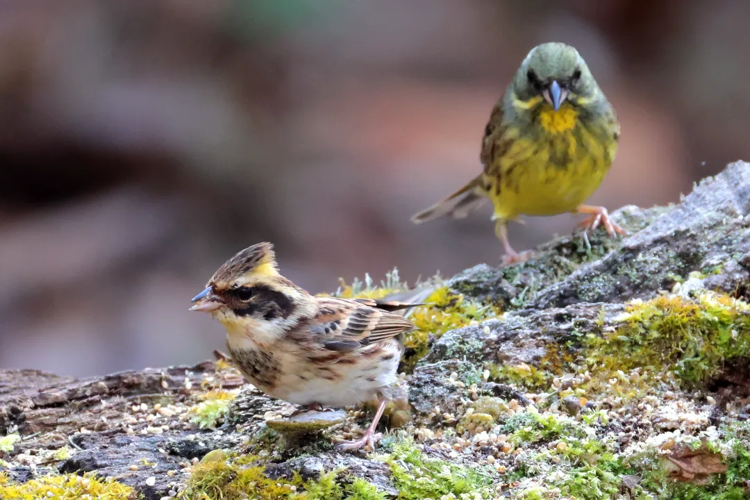 ミヤマホオジロ♂とアオジ♂