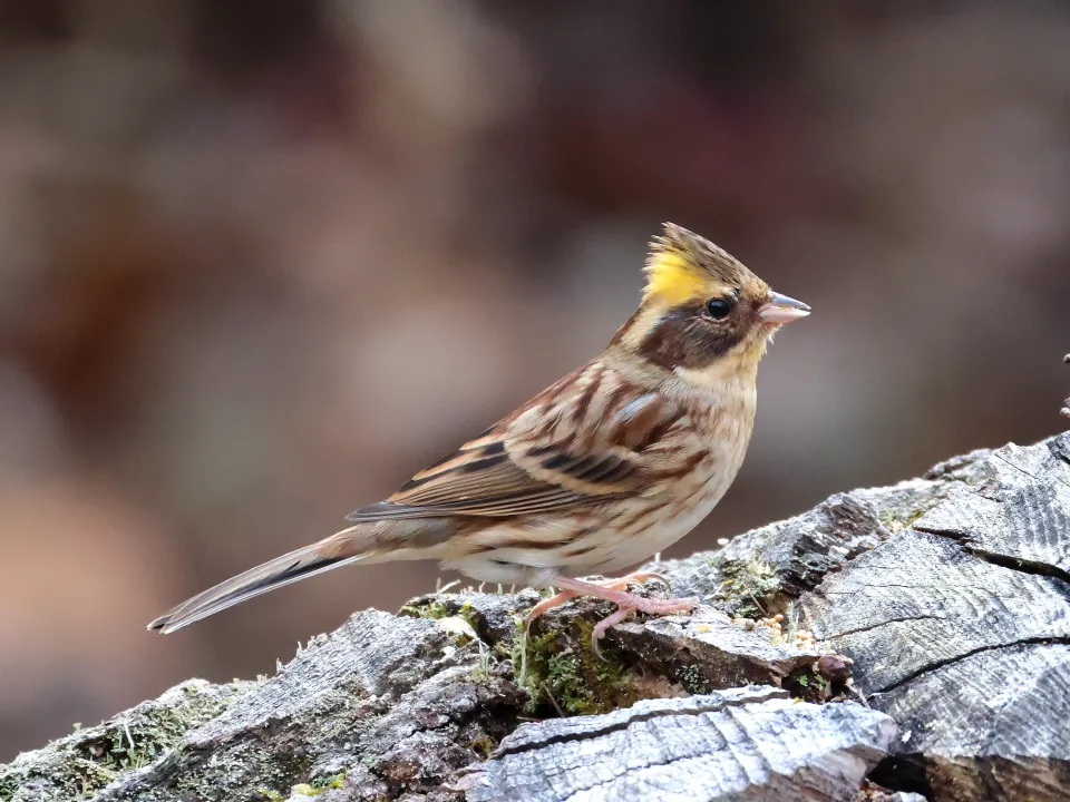 ミヤマホオジロ♀