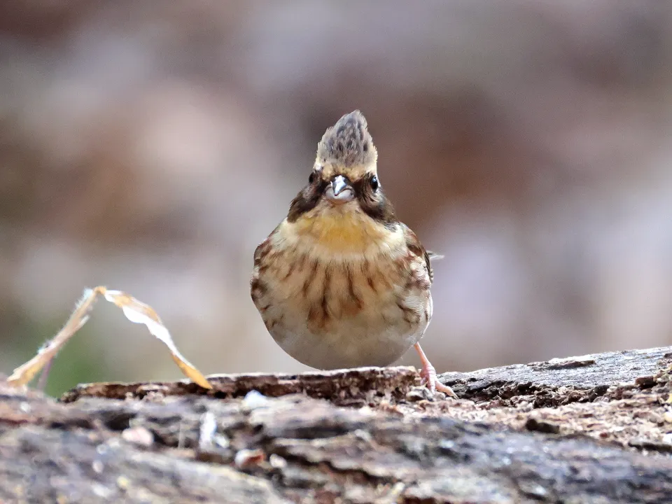 ミヤマホオジロ♀