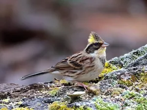 ミヤマホオジロ♂