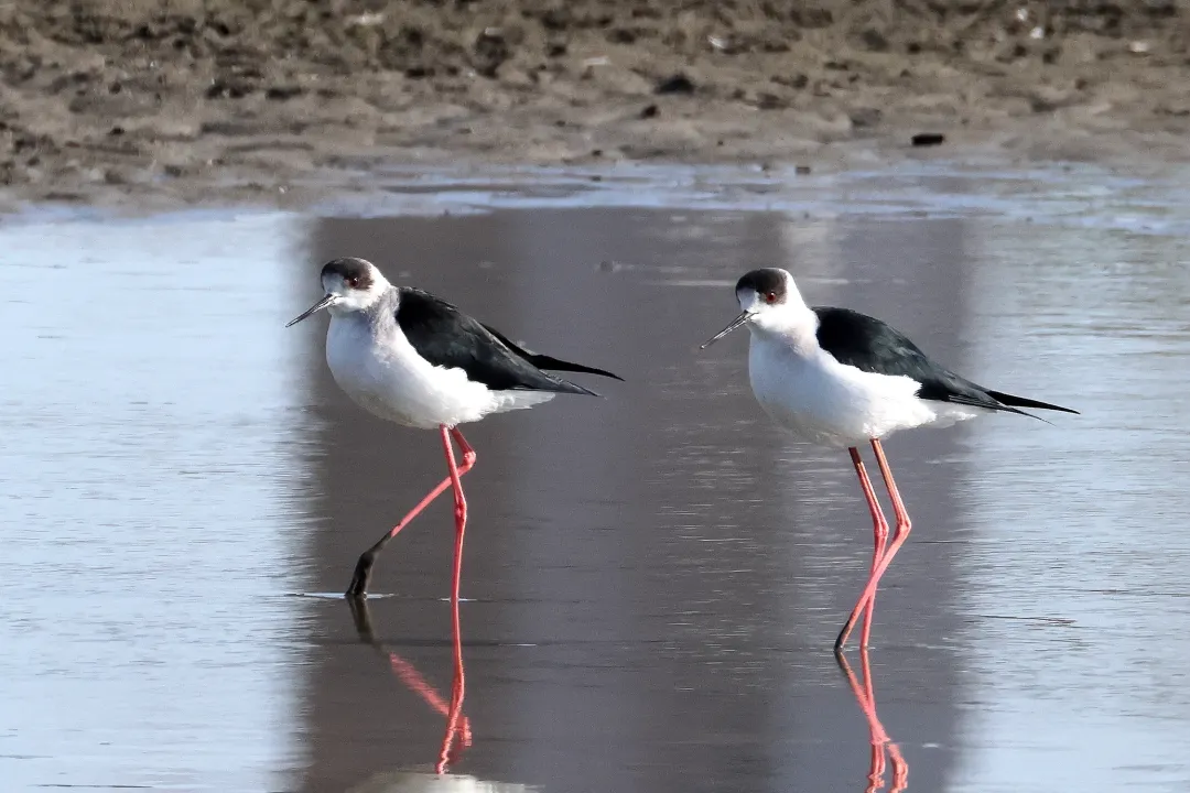 セイタカシギ♂