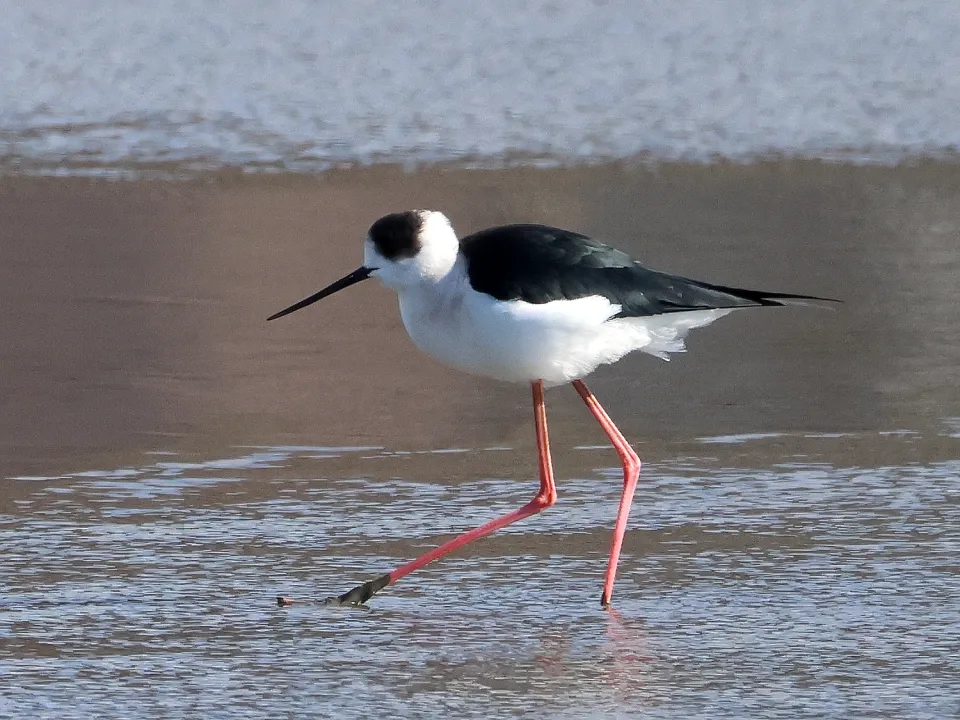 セイタカシギ♂