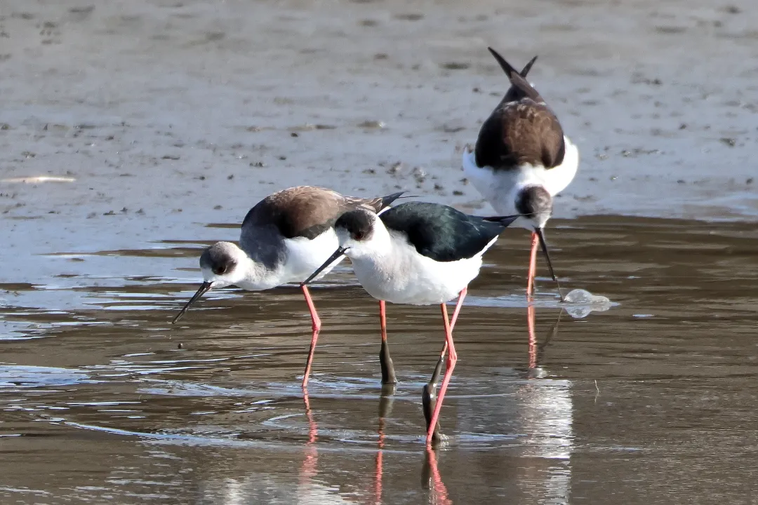 セイタカシギ♀と♂