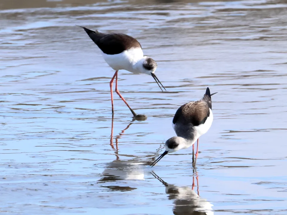 セイタカシギ♀