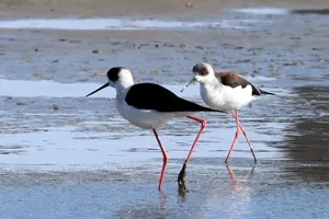 セイタカシギ♂と♀