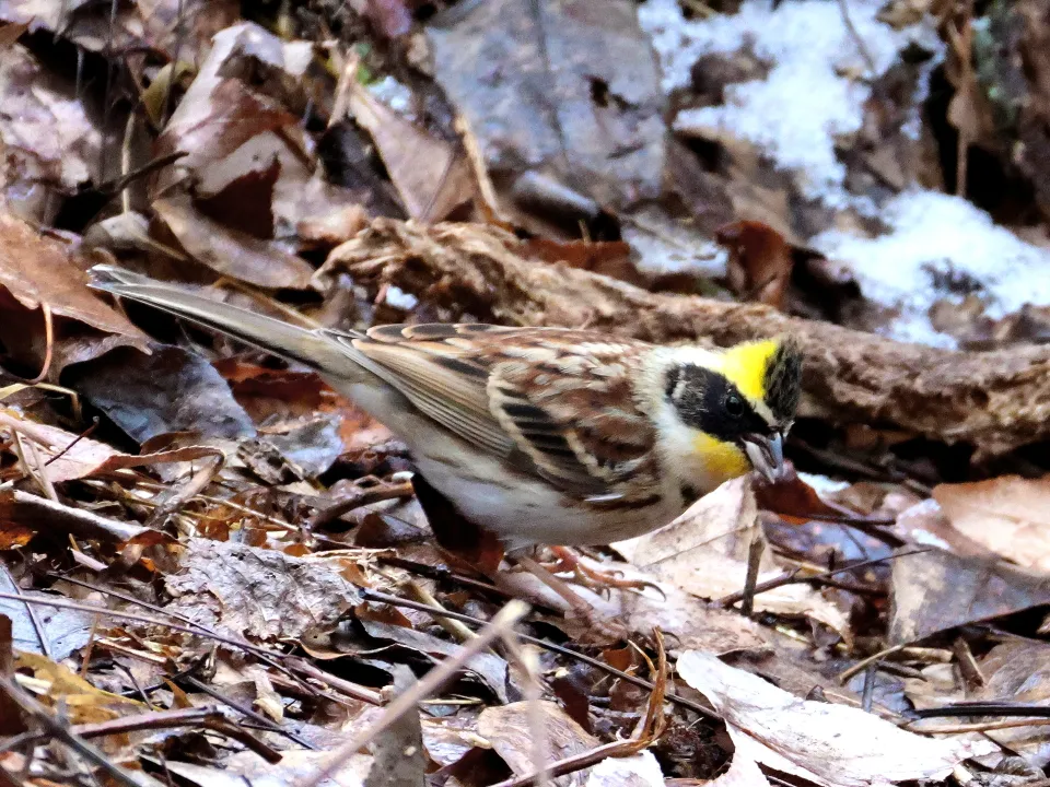 ミヤマホオジロ♂