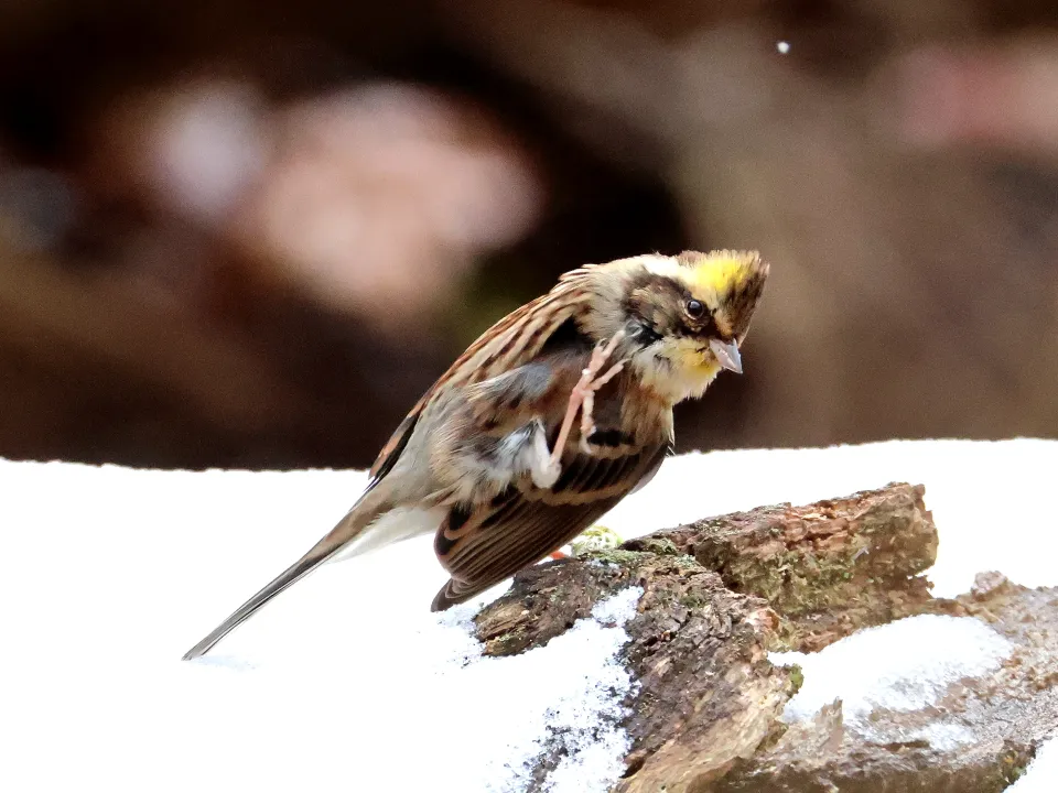 ミヤマホオジロ若♂