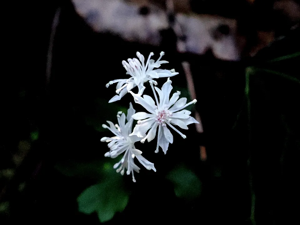 セリバオウレン雄花
