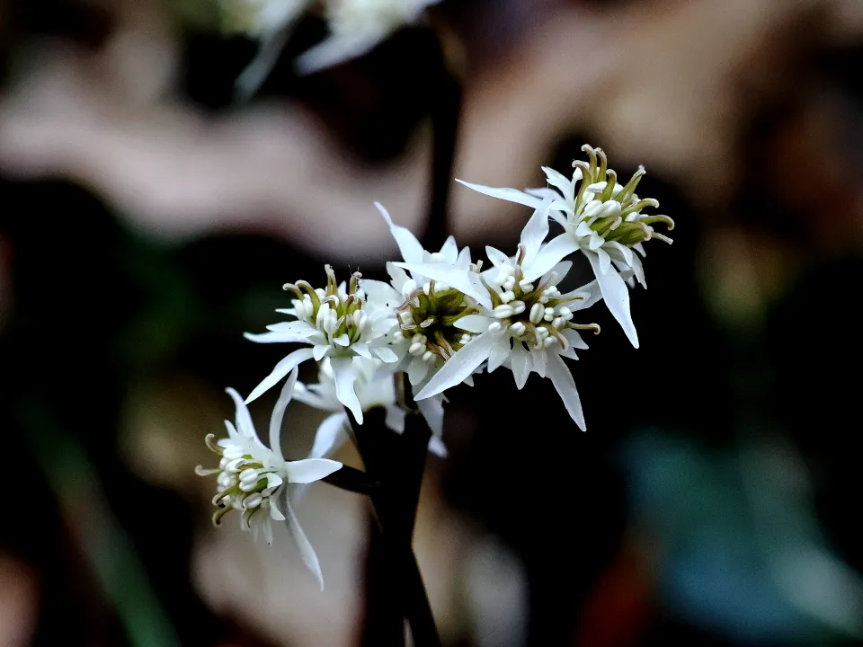 セリバオウレン両性花