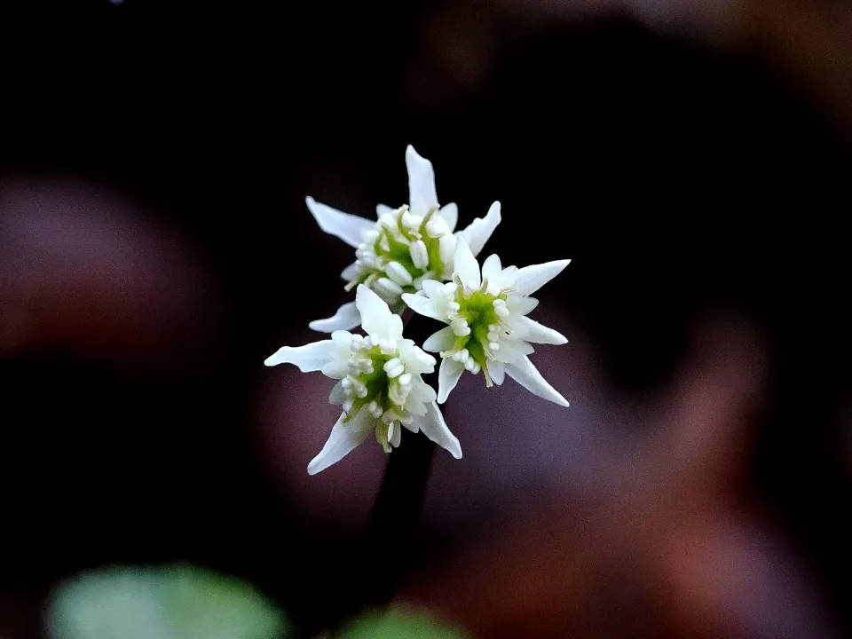 セリバオウレン両性花