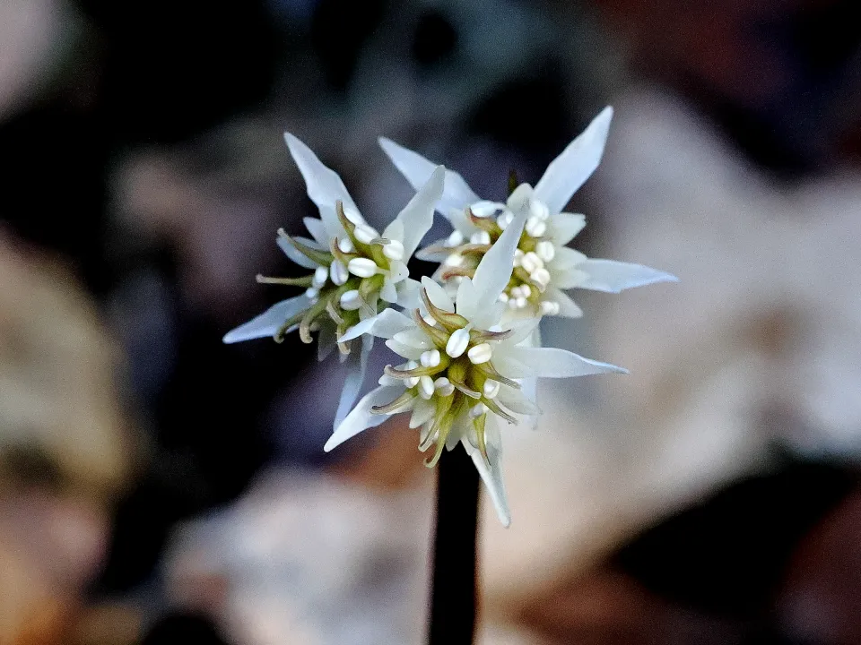 セリバオウレン両性花