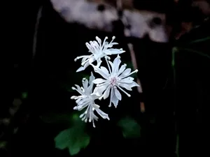 セリバオウレン雄花