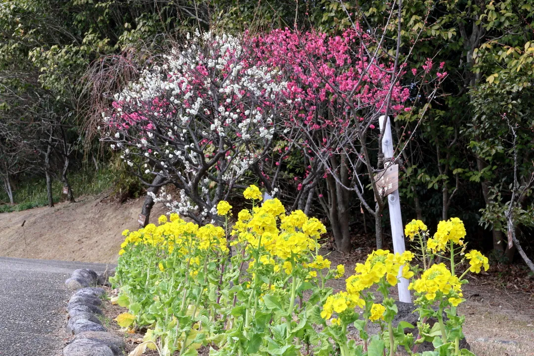 須磨離宮公園梅園