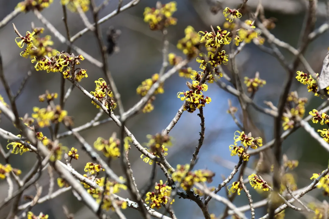 オオバマンサク