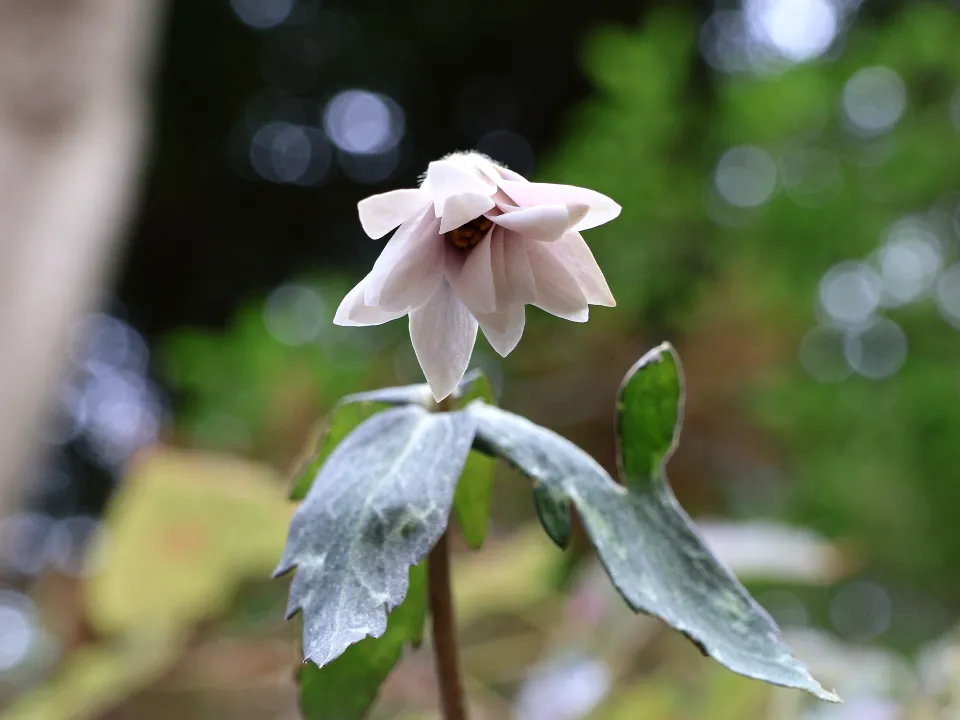 ユキワリイチゲ