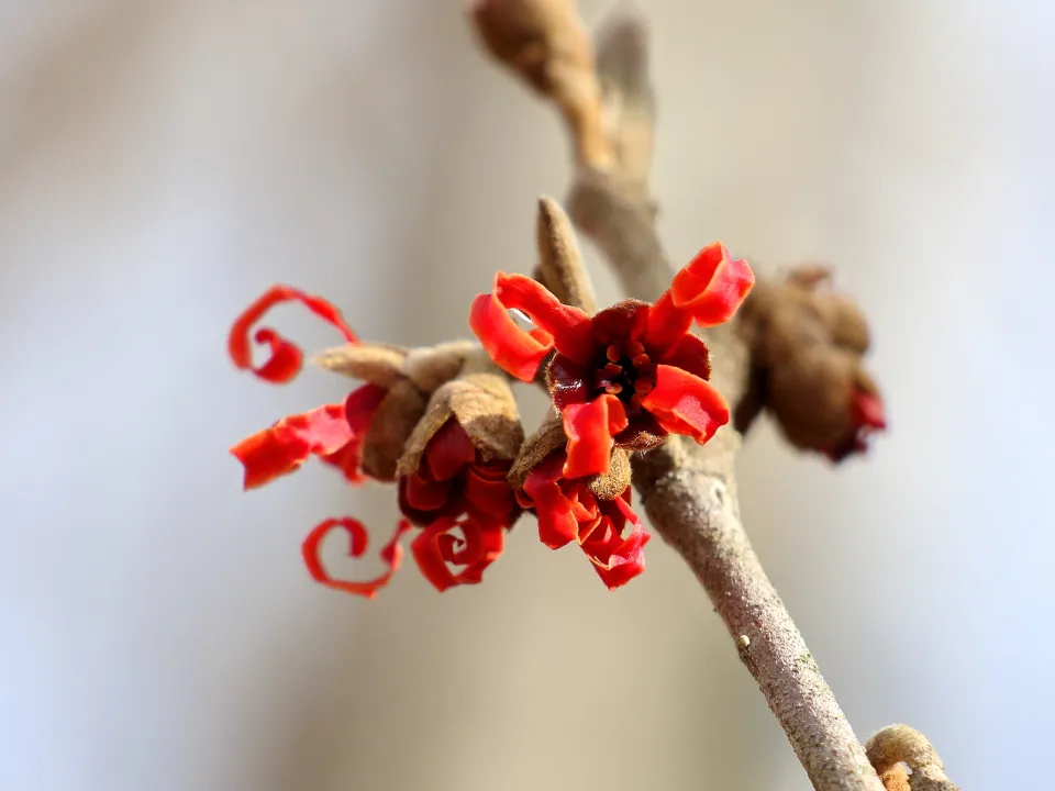 シナマンサク交雑種