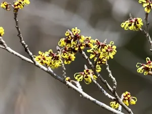 オオバマンサク