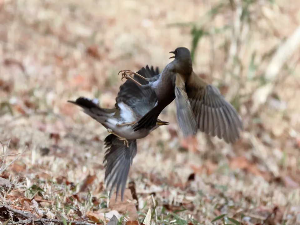 シロハラのバトル