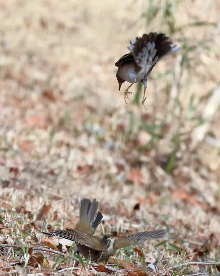 シロハラのバトル