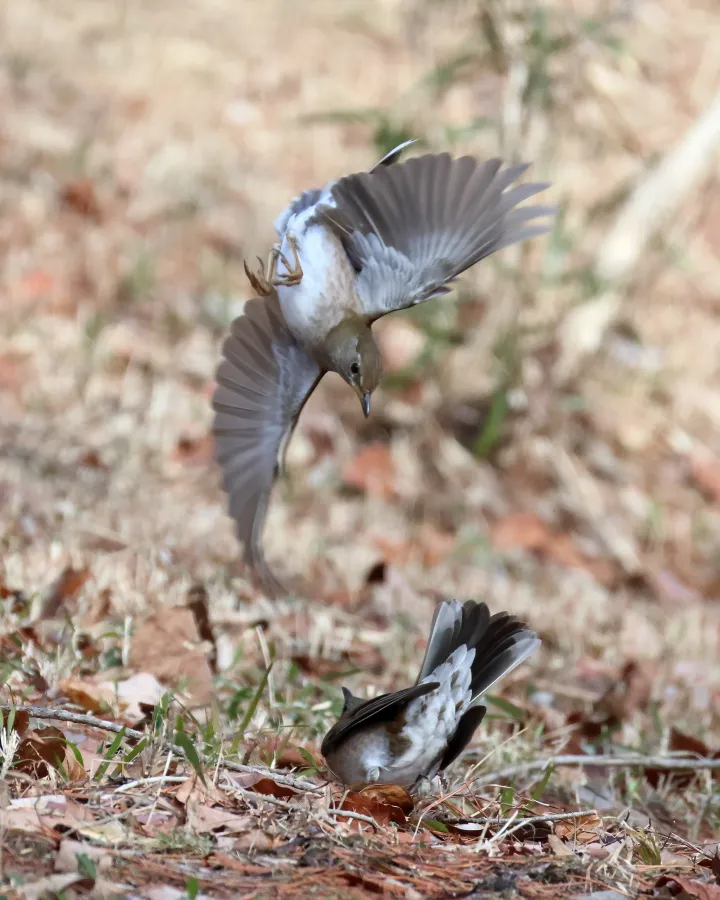 シロハラのバトル