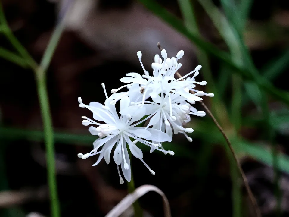 セリバオウレン雄花