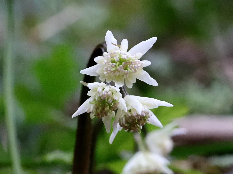 セリバオウレン両性花