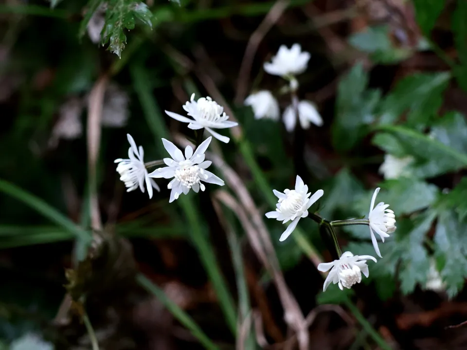 セリバオウレン雄花
