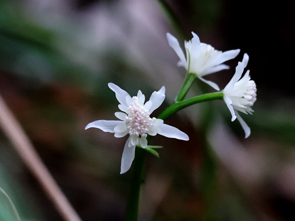 セリバオウレン雄花
