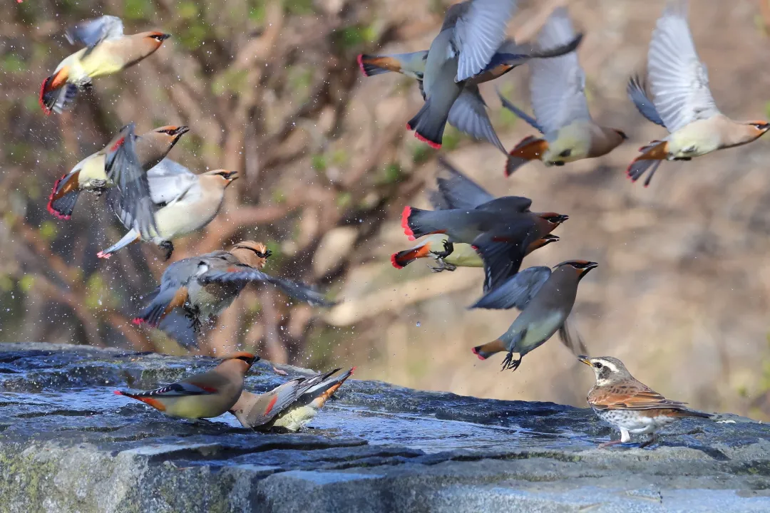 ツグミとヒレンジャク