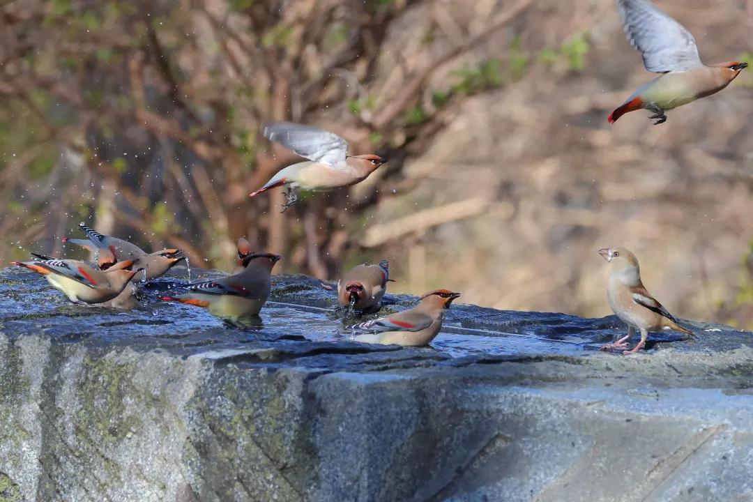 シメとヒレンジャク