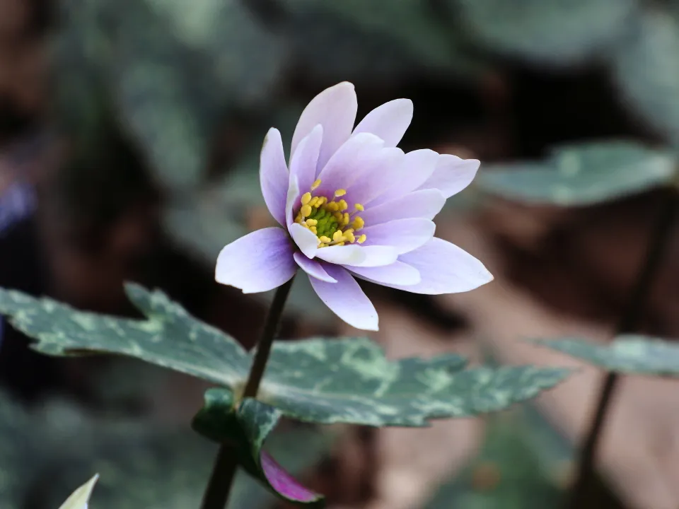 ユキワリイチゲ