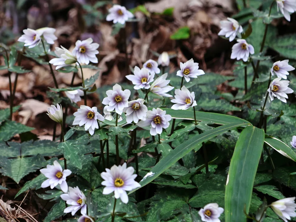 ユキワリイチゲ