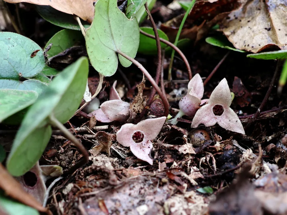 ヒメカンアオイ