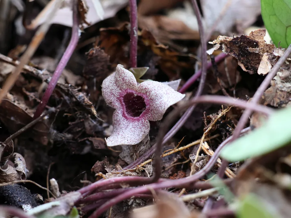 ヒメカンアオイ