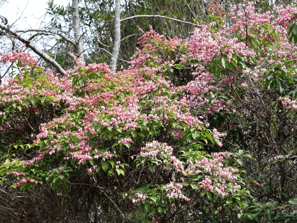 アケボノアセビ