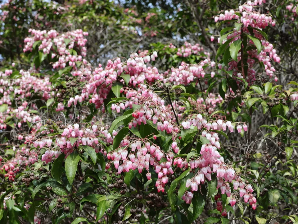 アケボノアセビ