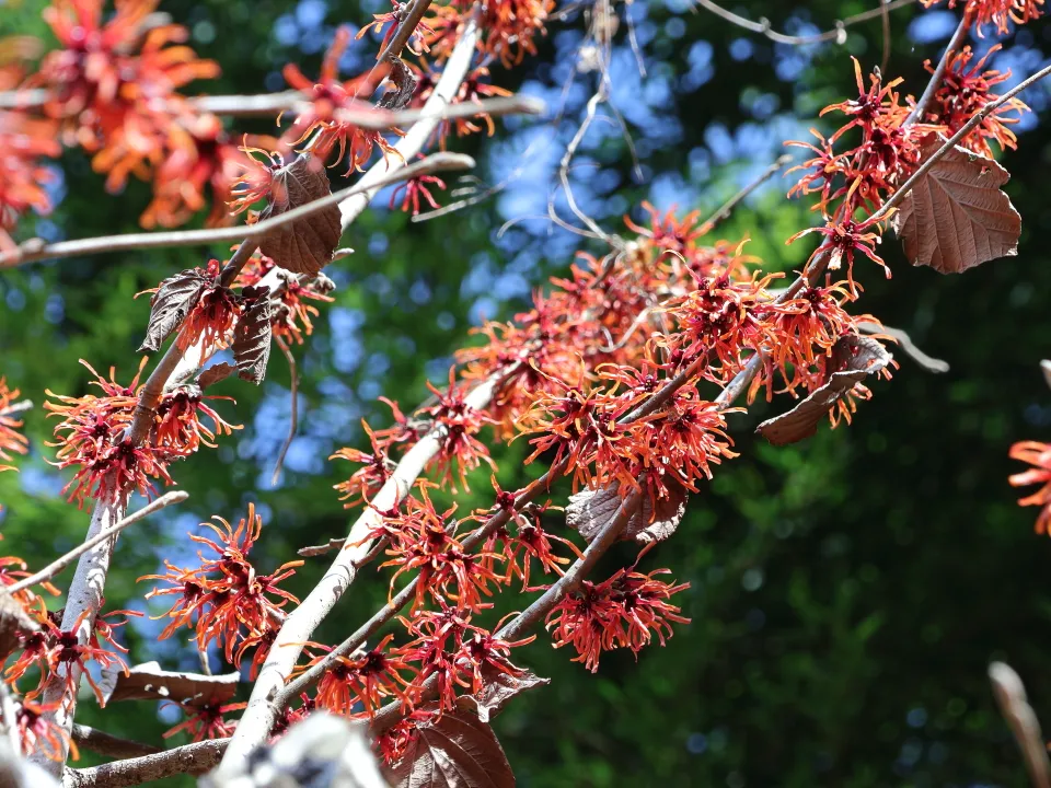 アカバナマンサク